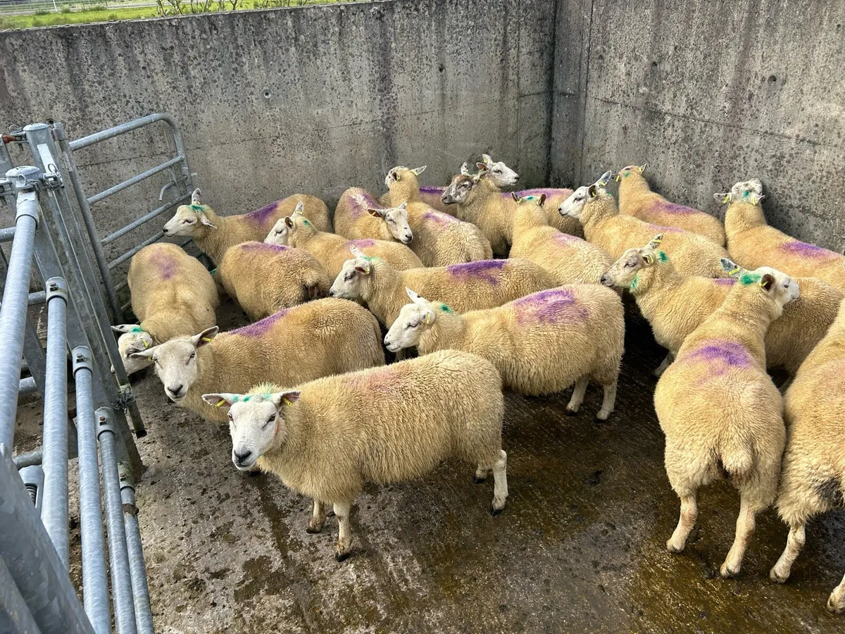 Texel x Charolais Hoggets - Image 1