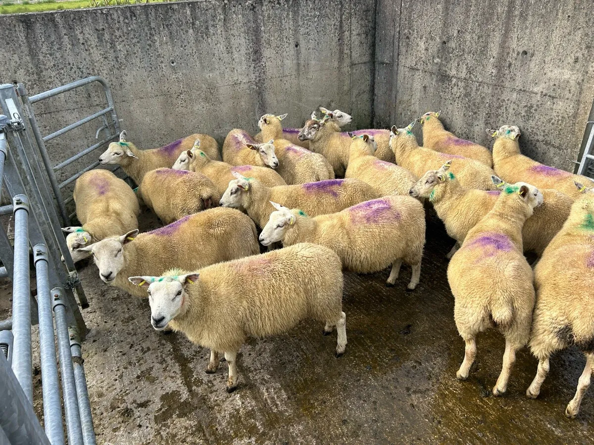 Texel x Charolais Hoggets - Image 2