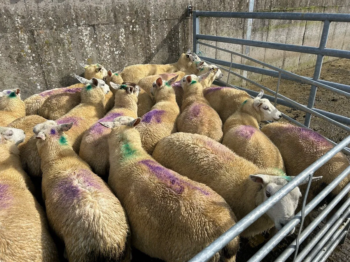 Texel x Charolais Hoggets - Image 3