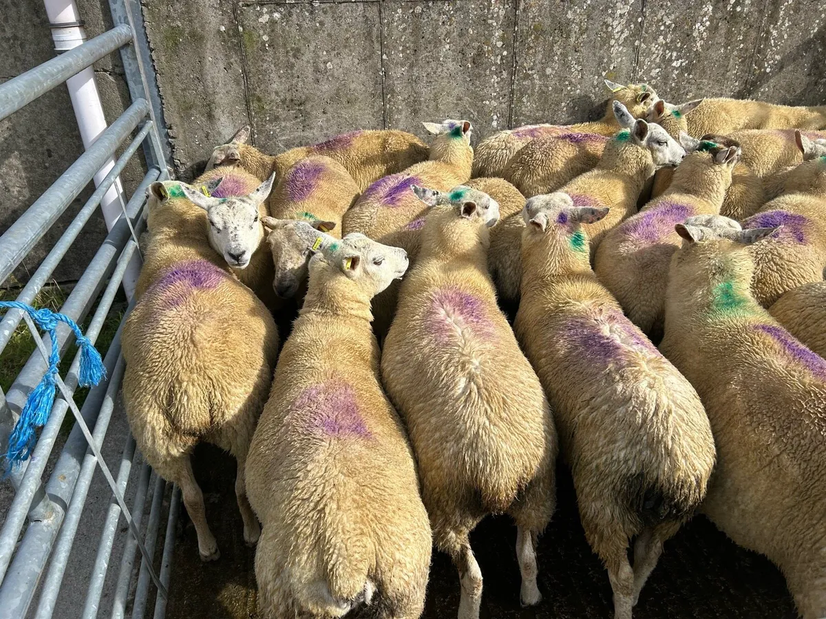 Texel x Charolais Hoggets - Image 4