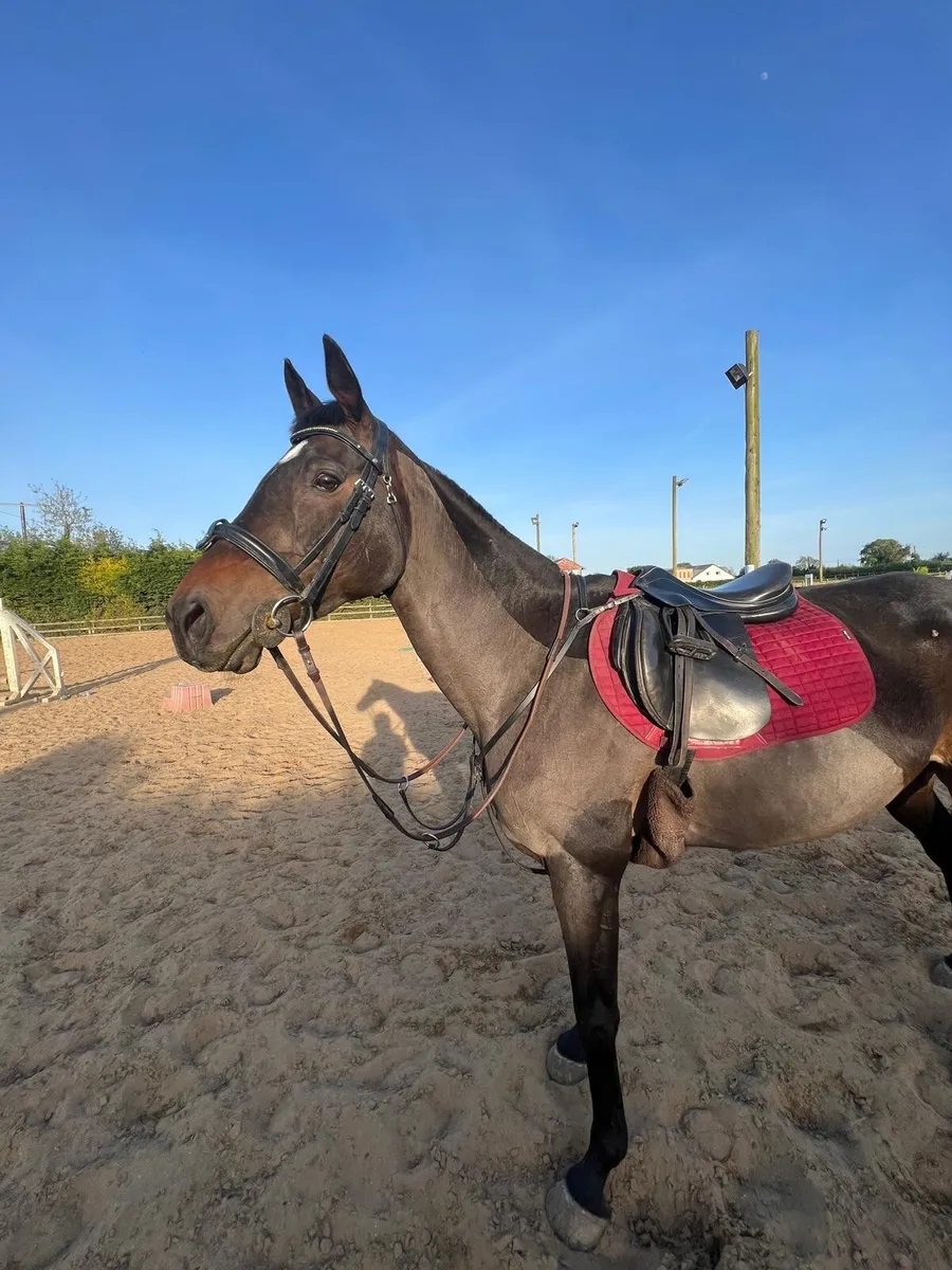 Thoroughbred - Image 1