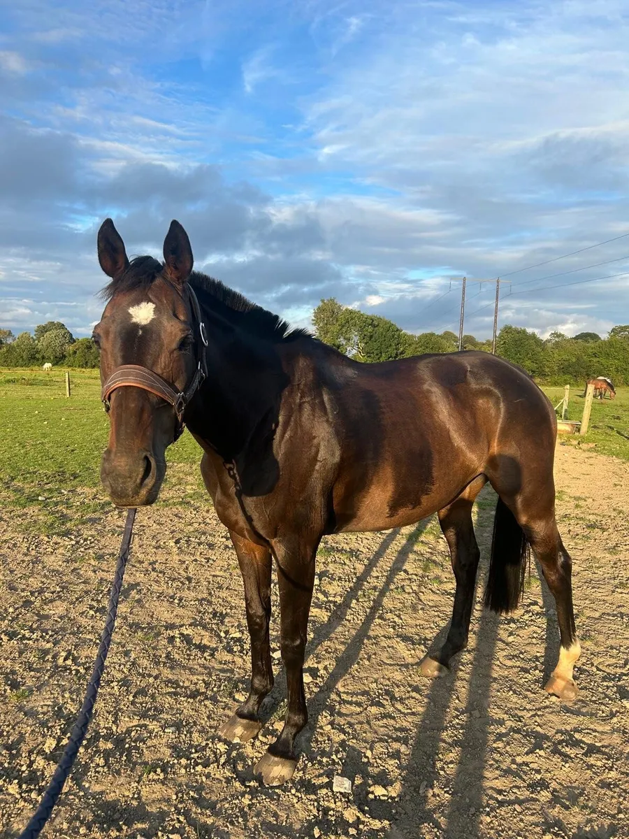 Thoroughbred - Image 2