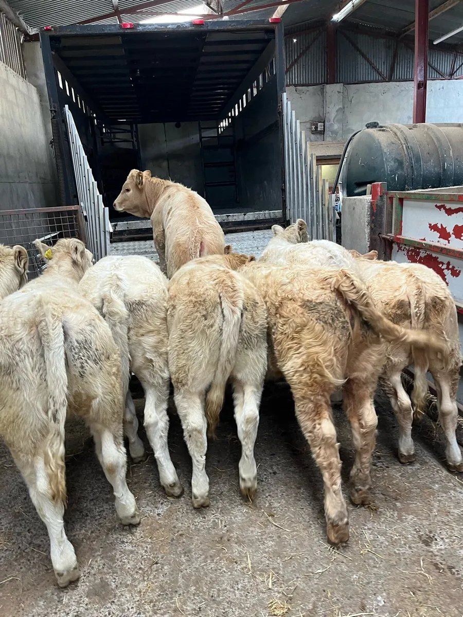 Super 300Kg Golden CH Heifer Weanlings - Image 1