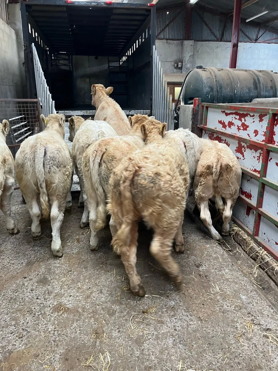 Super 300Kg Golden CH Heifer Weanlings - Image 2