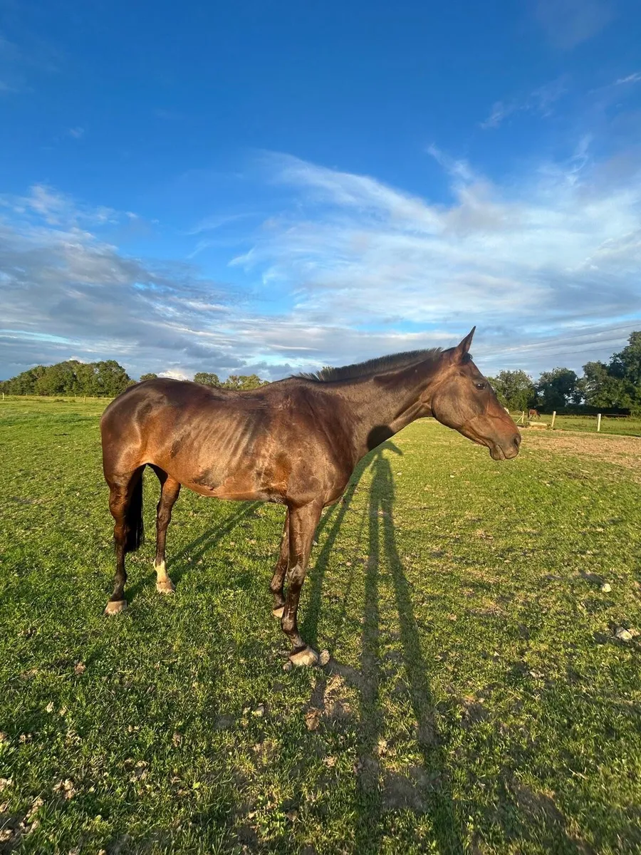 Thoroughbred - Image 3