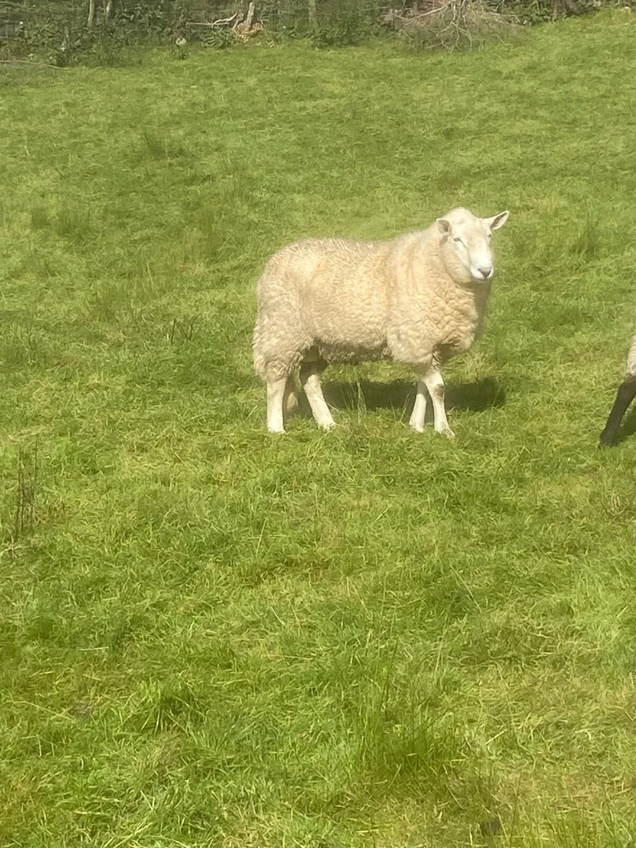 Pb Cheviot rams - Image 1