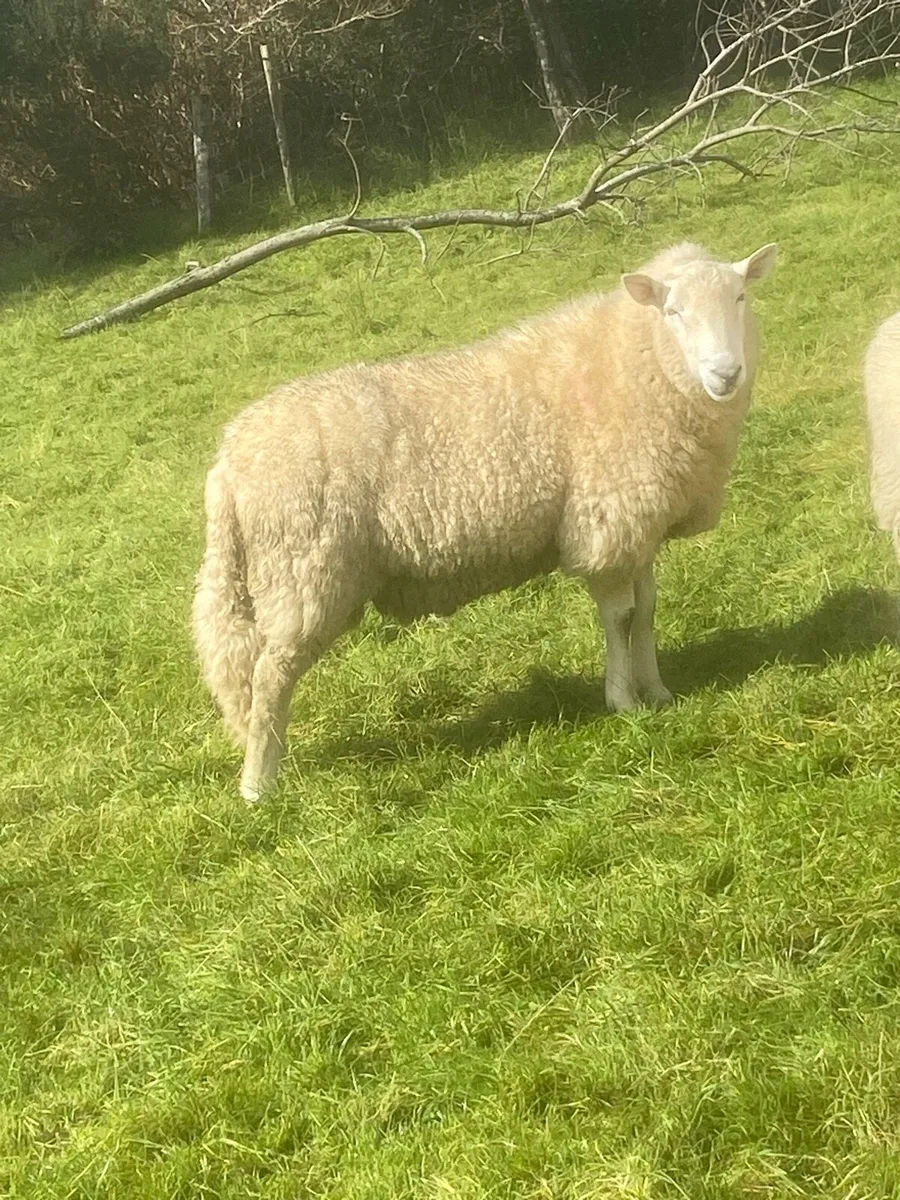 Pb Cheviot rams - Image 2