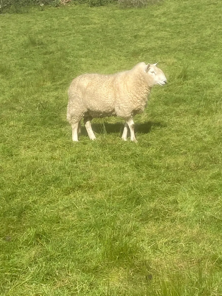 Pb Cheviot rams - Image 4