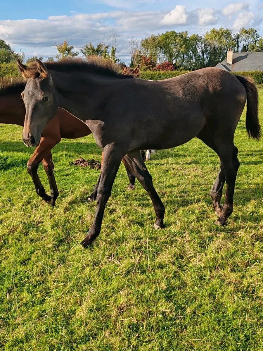 Foals - Image 3