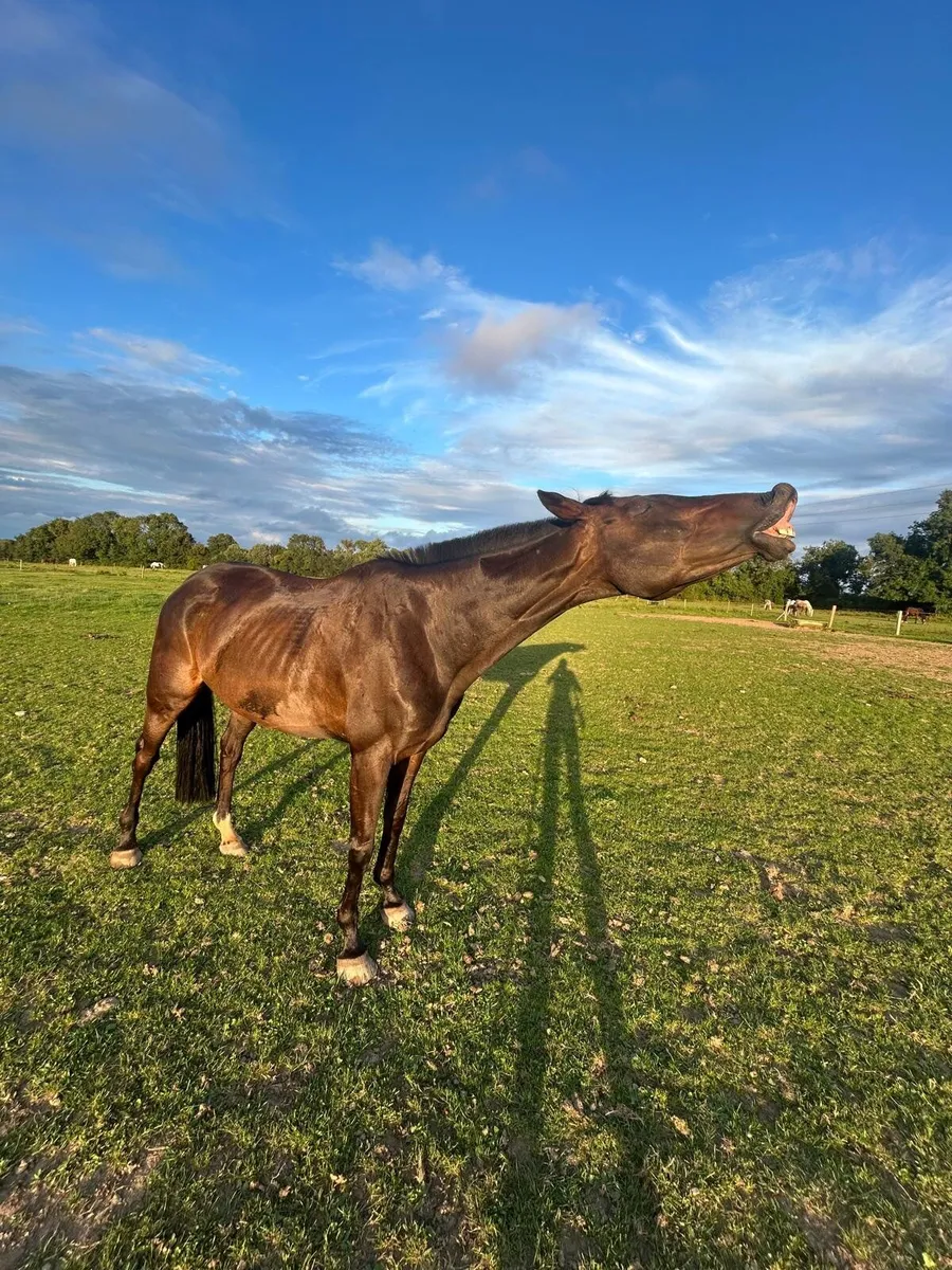 Thoroughbred - Image 4