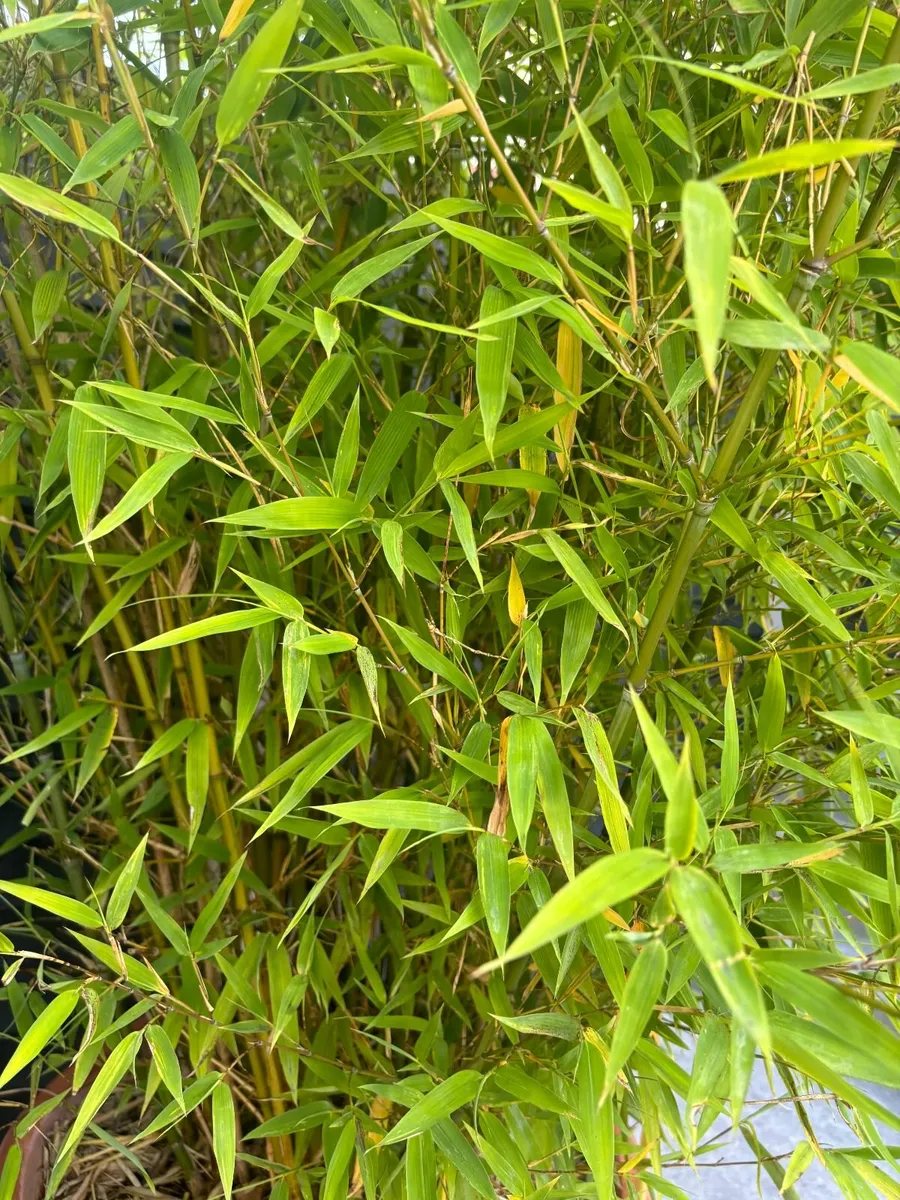 Bamboo Plant + Terracotta Pot for Sale - Image 2