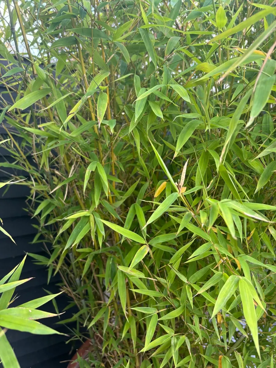 Bamboo Plant + Terracotta Pot for Sale - Image 3