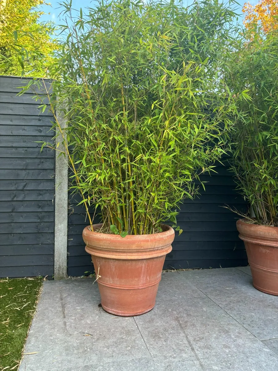 Bamboo Plant + Terracotta Pot for Sale - Image 1