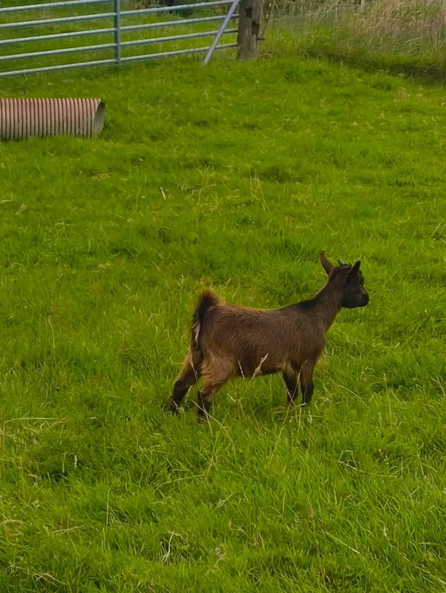 Female Pygmy Goat - Image 2
