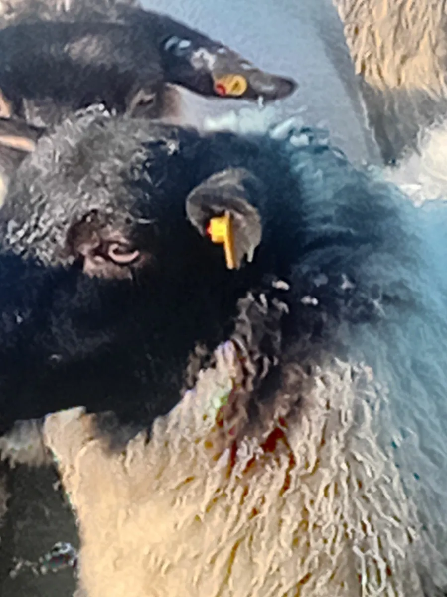 Sheep