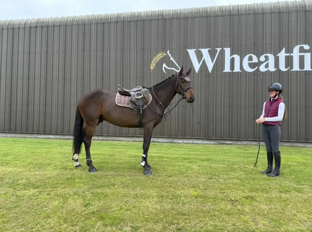 Lovely Bay Gelding - Image 1