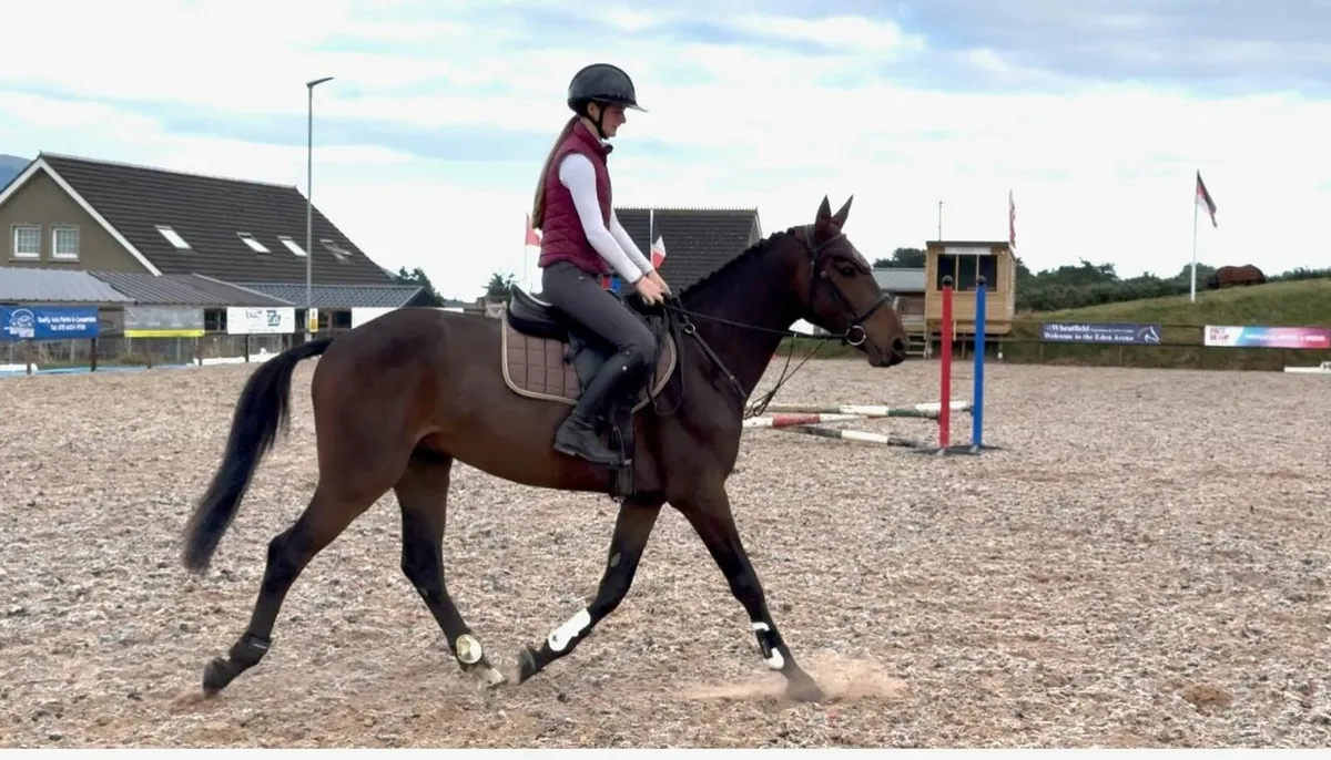Lovely Bay Gelding - Image 2