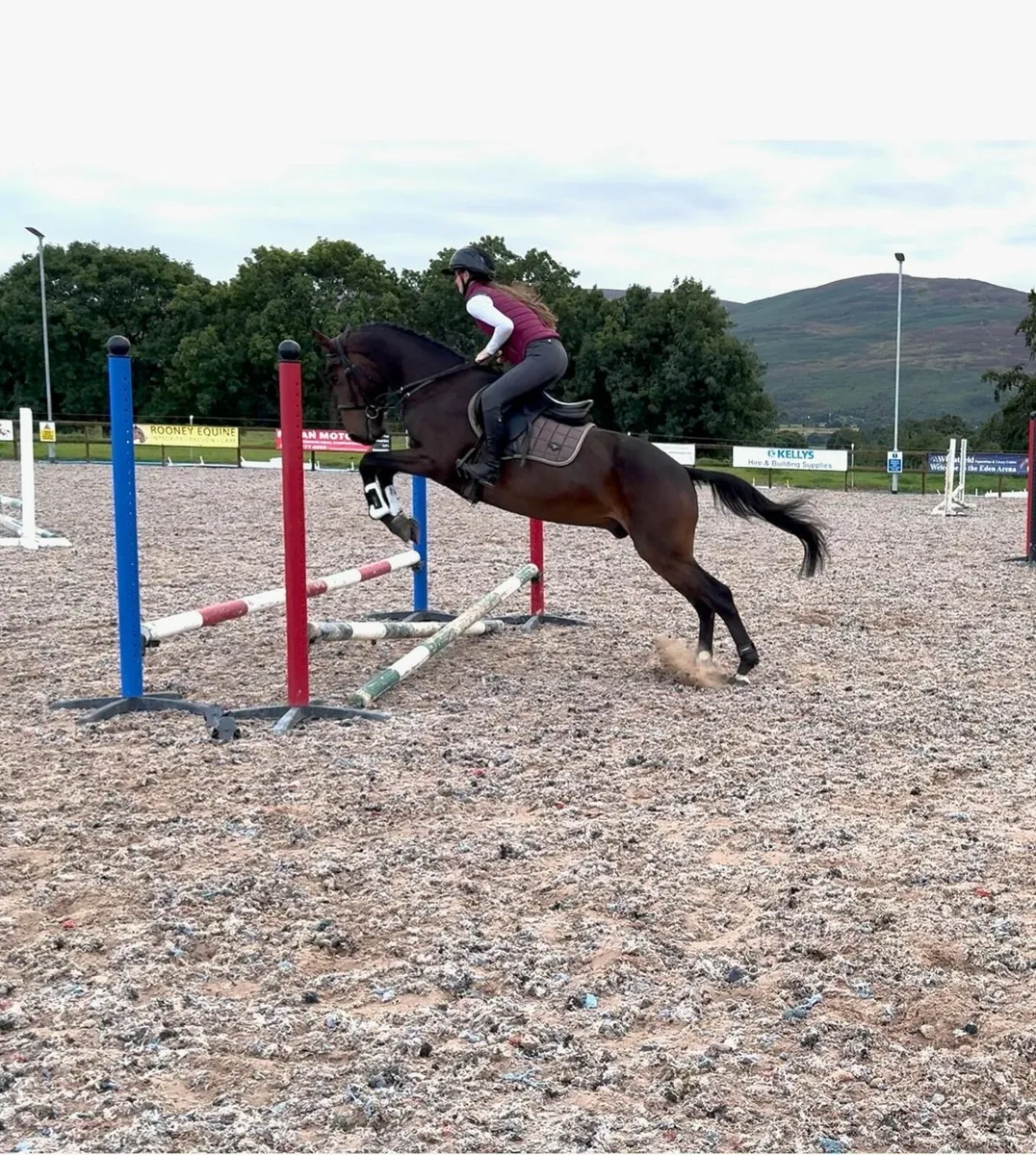 Lovely Bay Gelding - Image 4