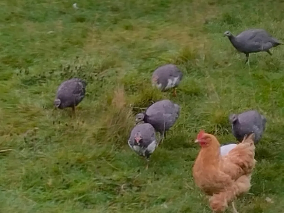 Nine Guinea Chicks - Unsexed - Image 1