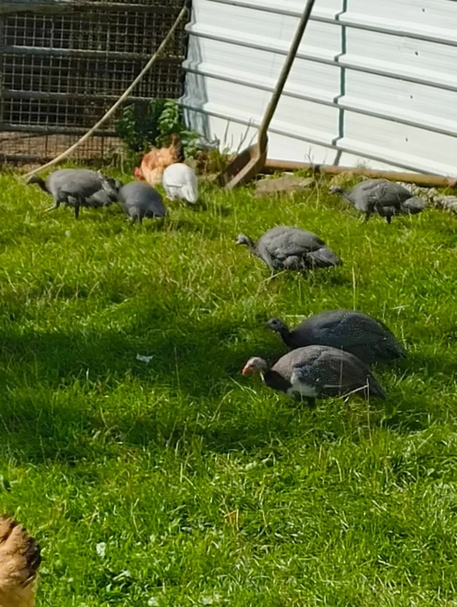 Nine Guinea Chicks - Unsexed - Image 2