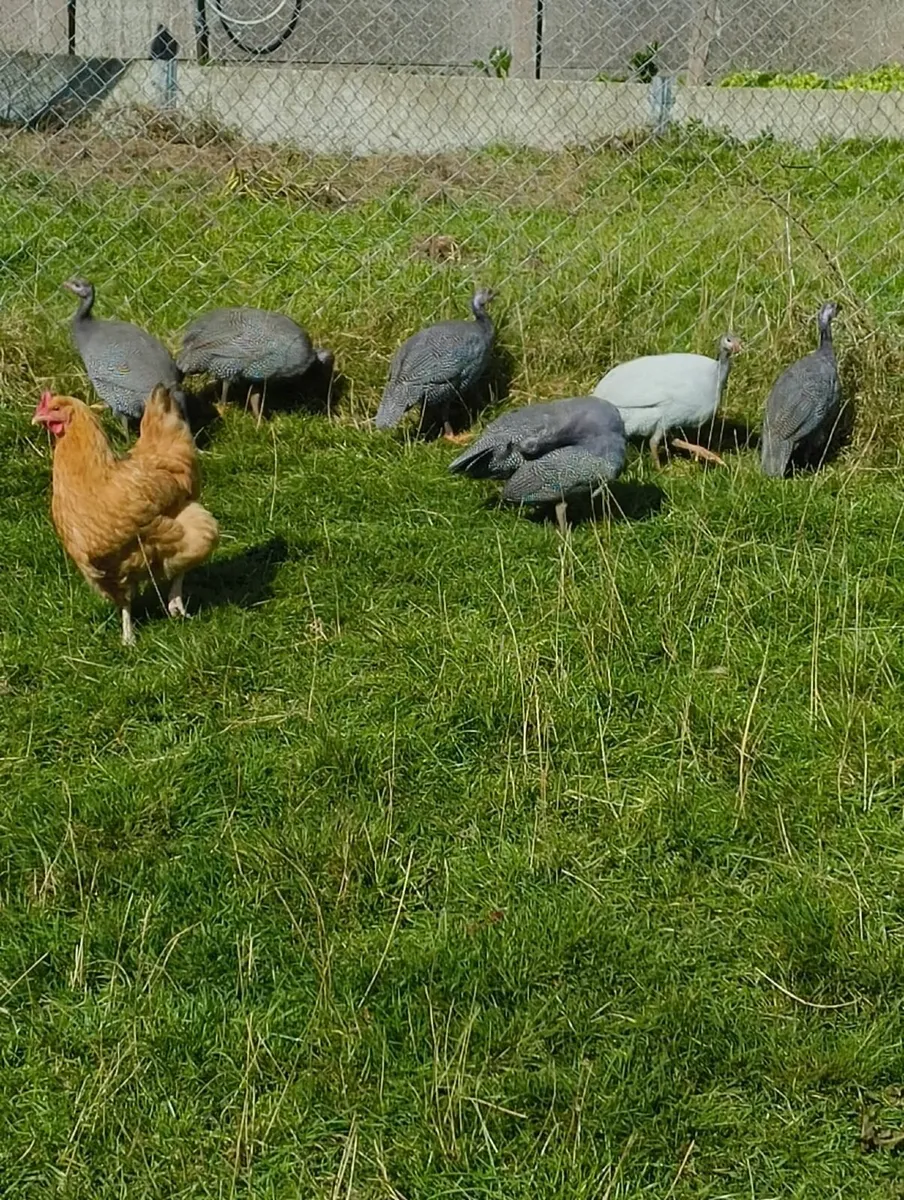 Nine Guinea Chicks - Unsexed - Image 3