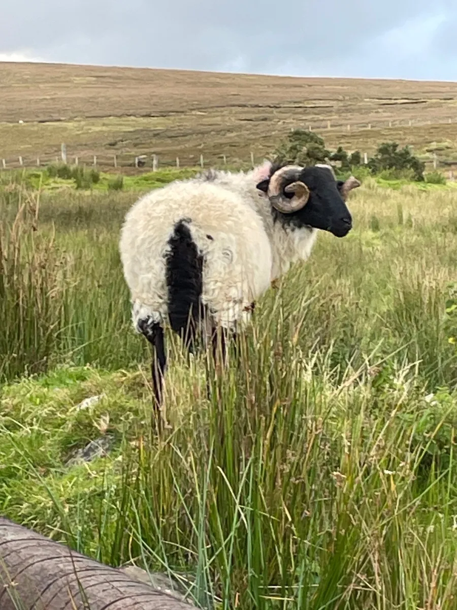 Mountain blackface ram - Image 1