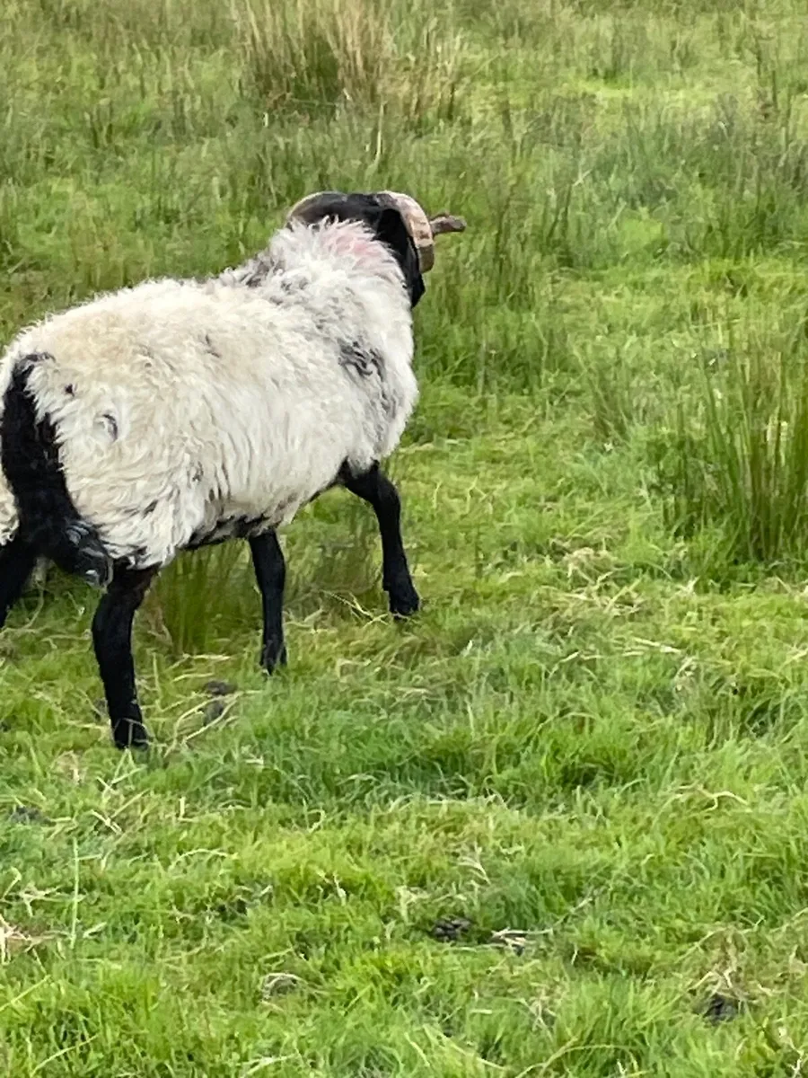 Mountain blackface ram - Image 2