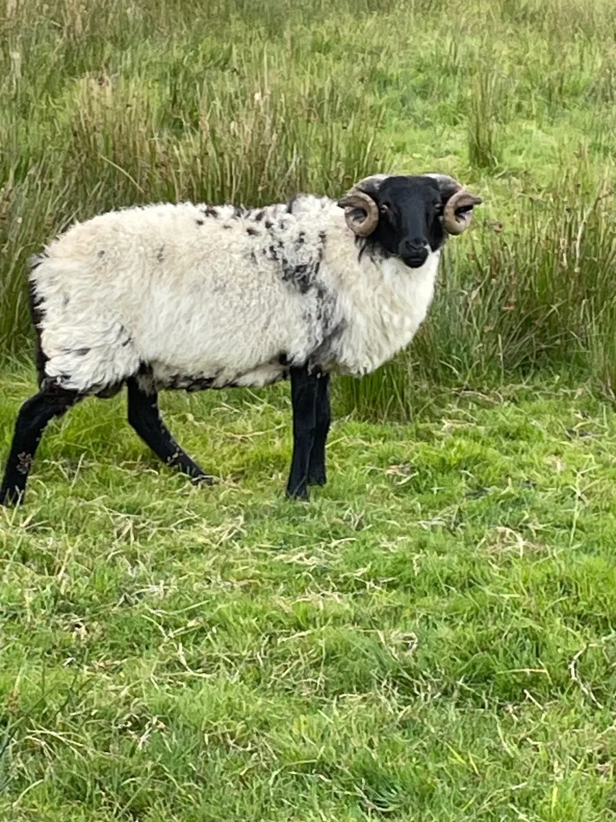 Mountain blackface ram - Image 3