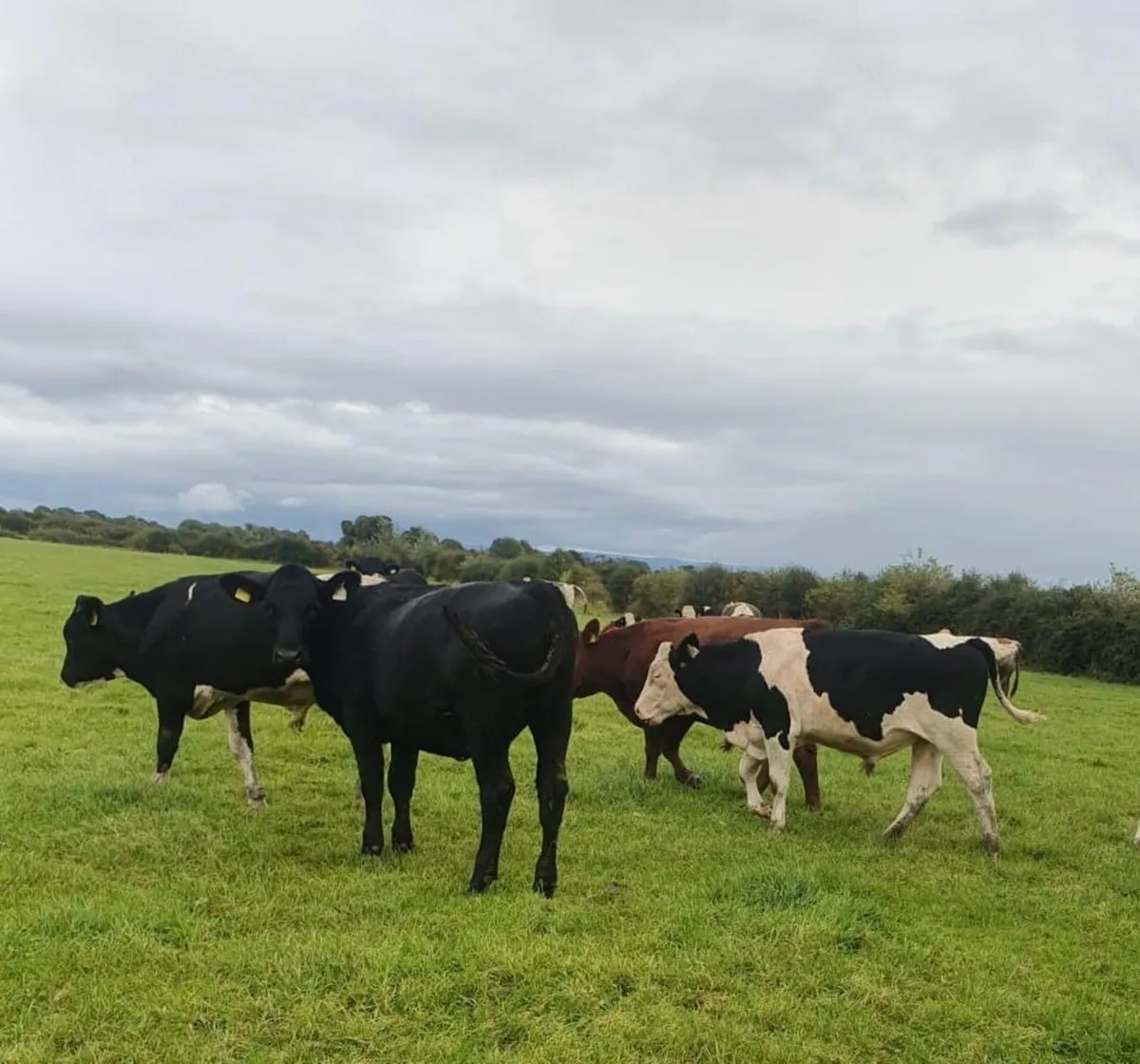 ⭐️70 Organic Cattle⭐️ - Image 1
