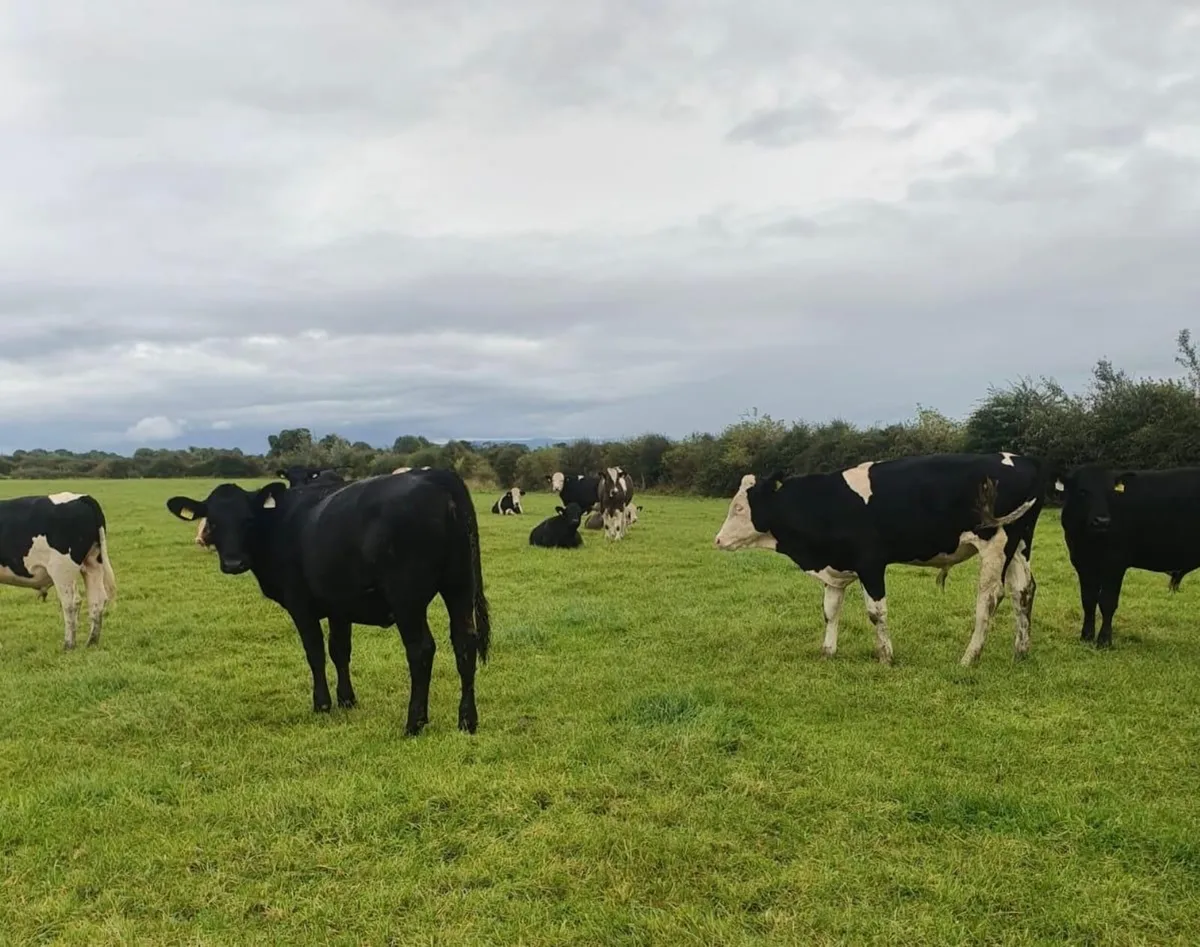 ⭐️70 Organic Cattle⭐️ - Image 2