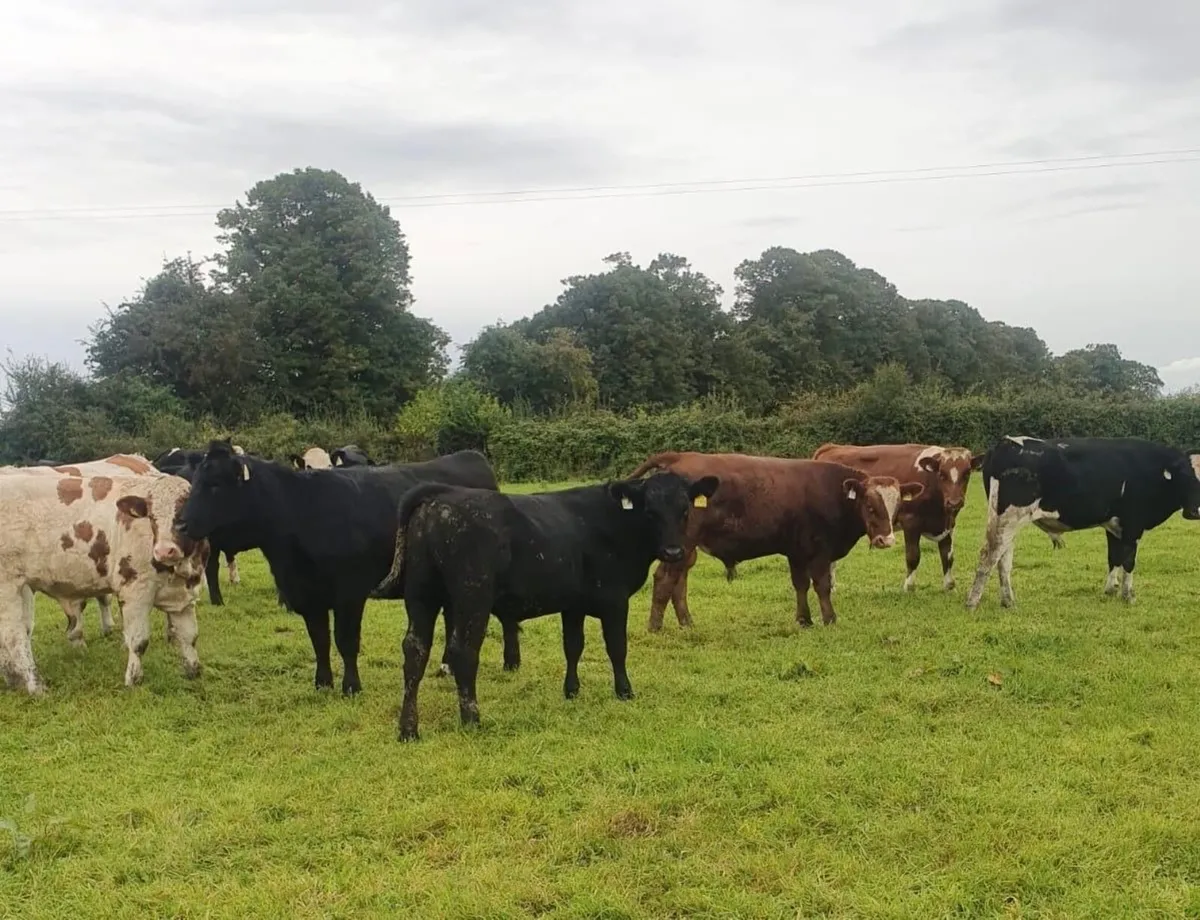 ⭐️70 Organic Cattle⭐️ - Image 3