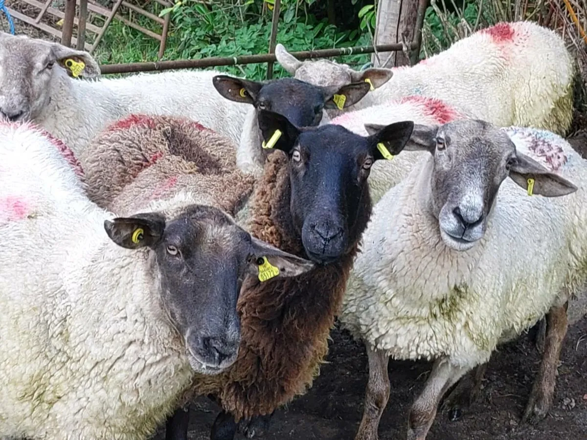 Breeding Ewes - Image 1