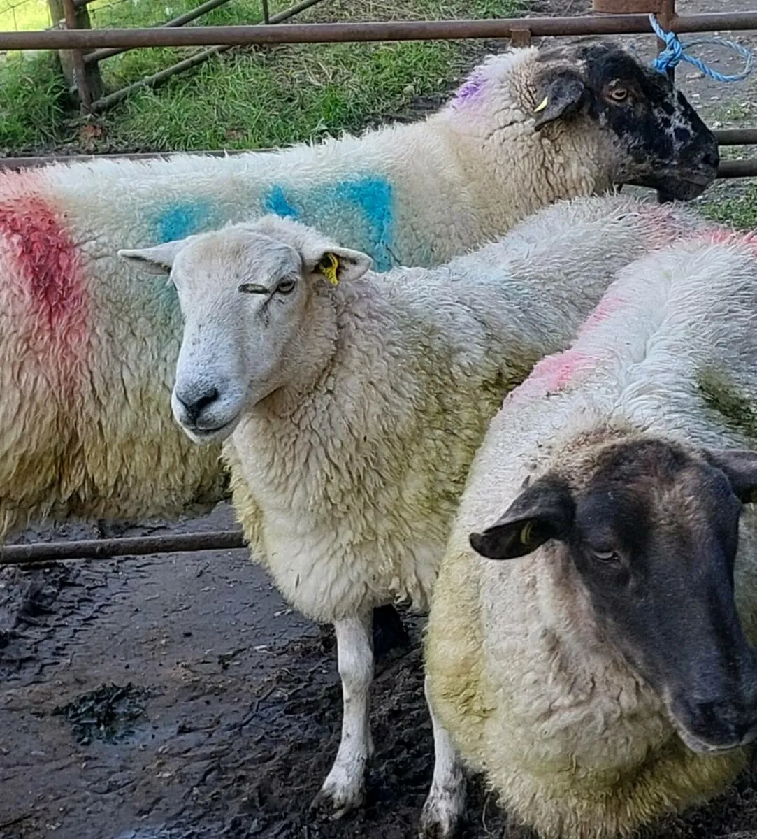 Breeding Ewes - Image 2