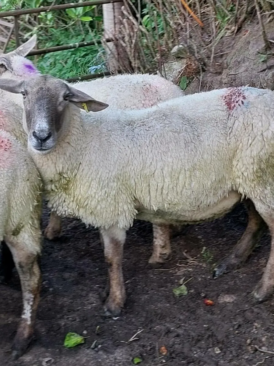 Breeding Ewes - Image 3