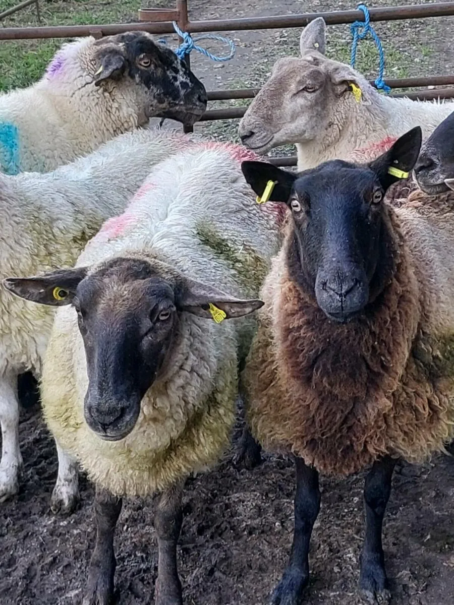 Breeding Ewes - Image 4