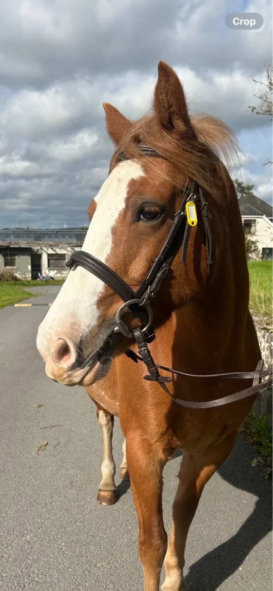 Chestnut Roan - Image 2