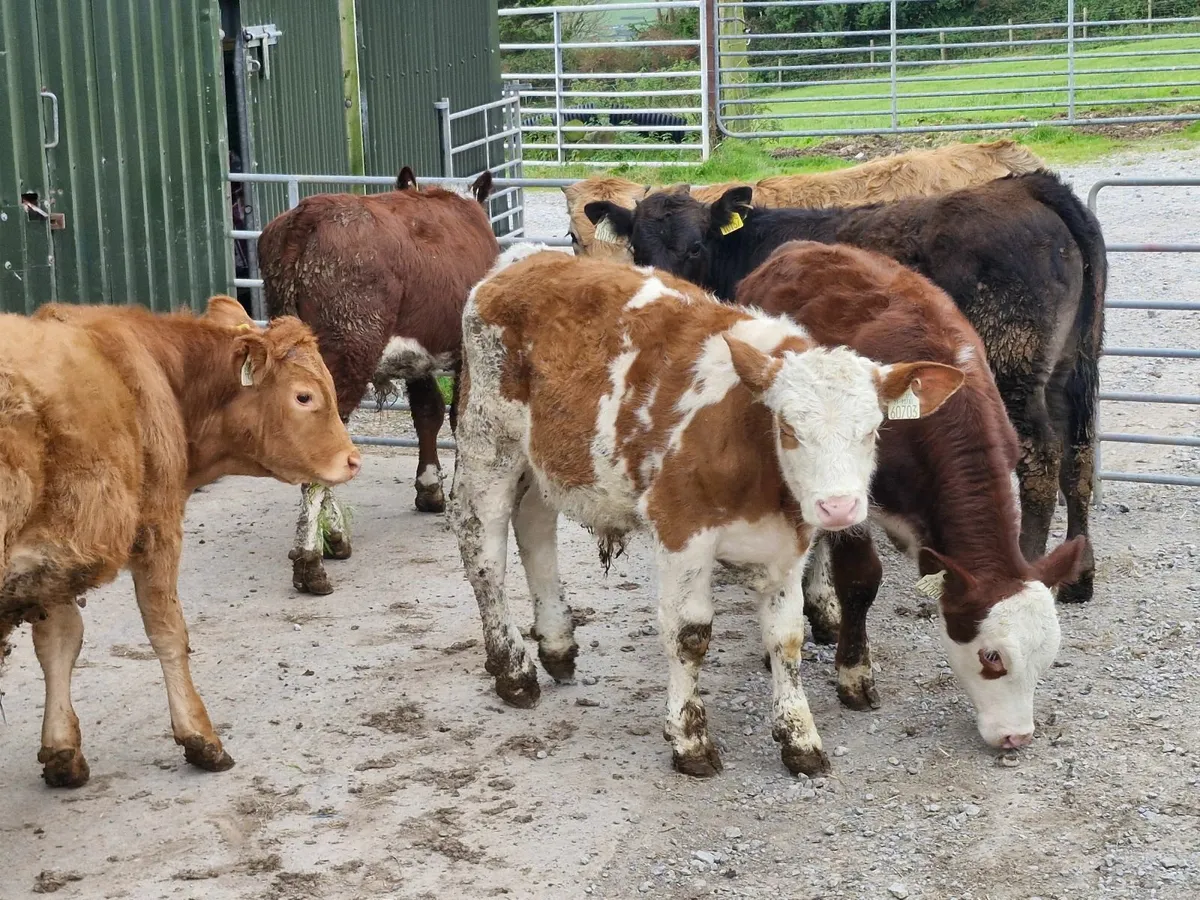 6 WEANED  BULL WEANLINGS - Image 1