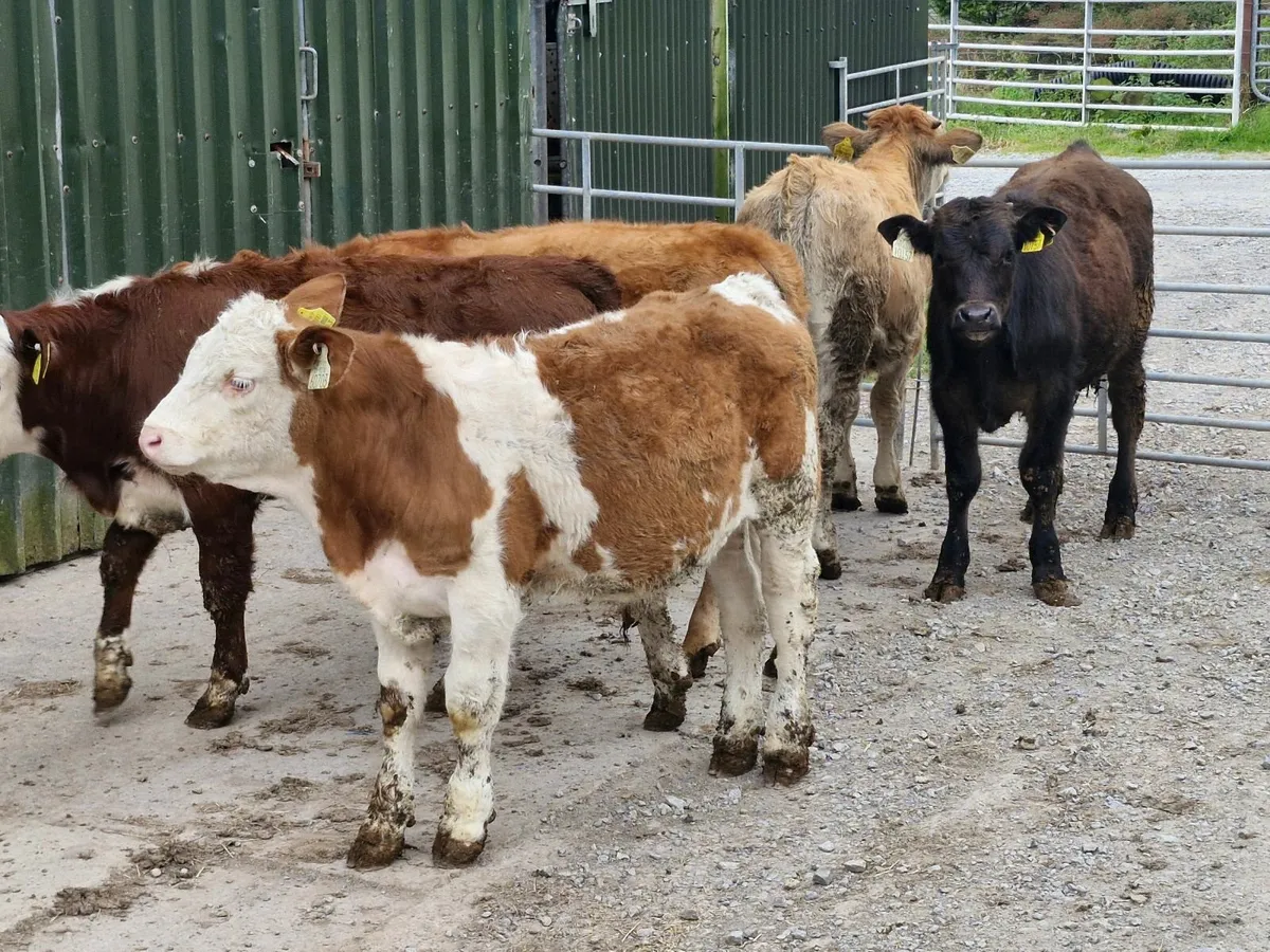 6 WEANED  BULL WEANLINGS - Image 2