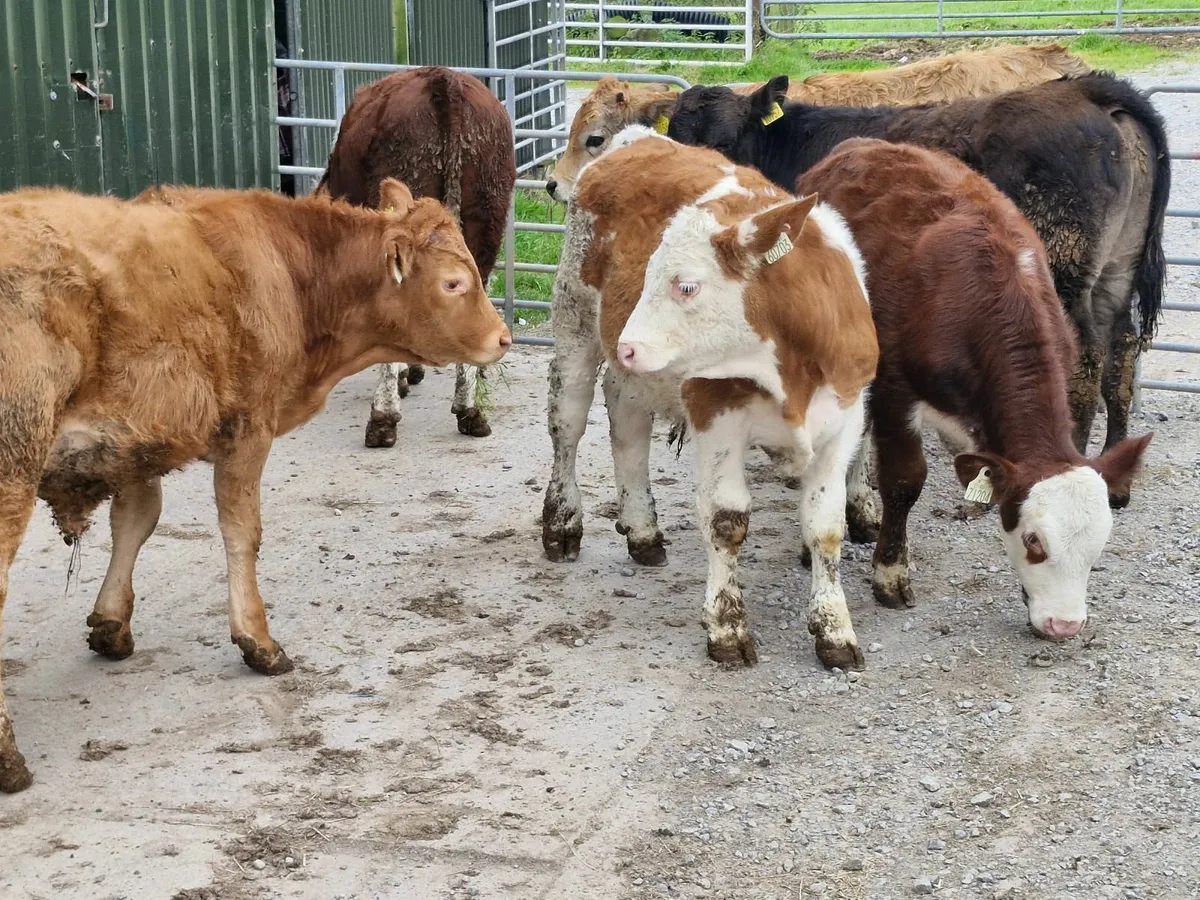 6 WEANED  BULL WEANLINGS - Image 4