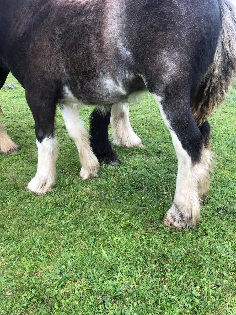 Cob colt foal - Image 1