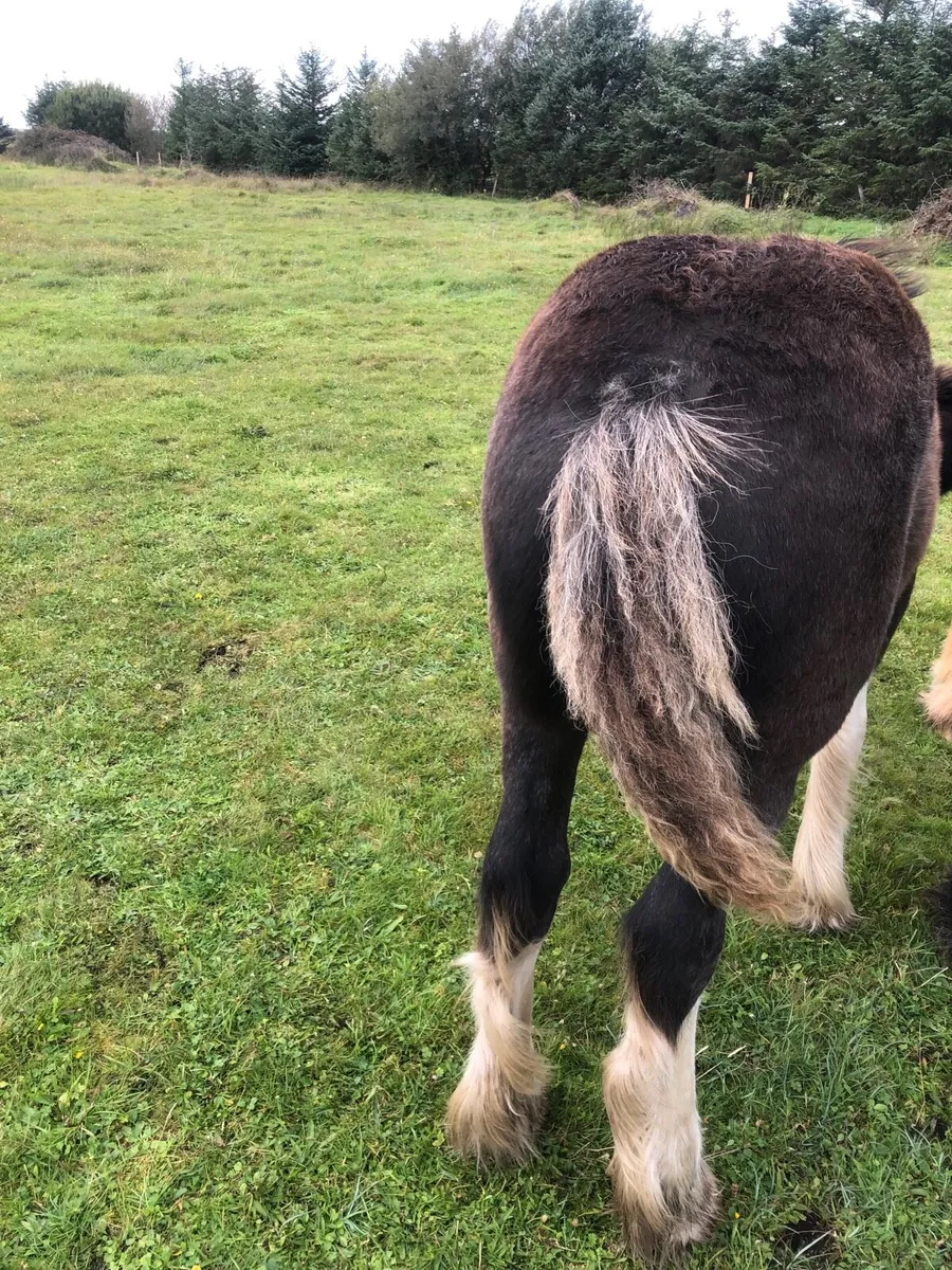 Cob colt foal - Image 2