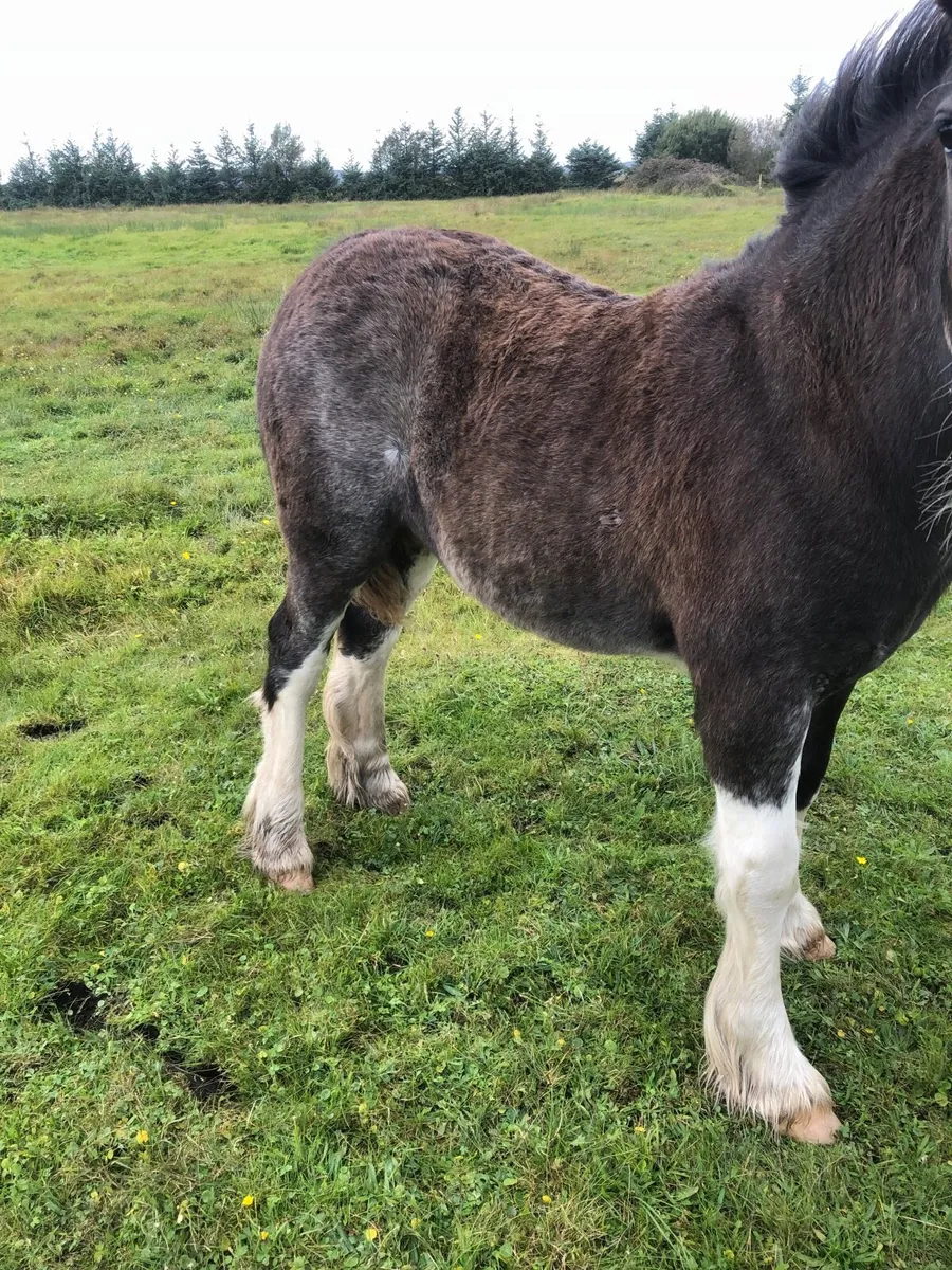 Cob colt foal - Image 4