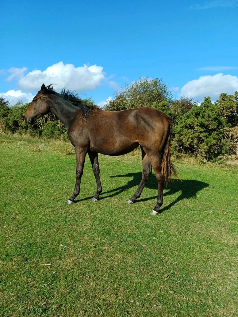 Horses - Image 1