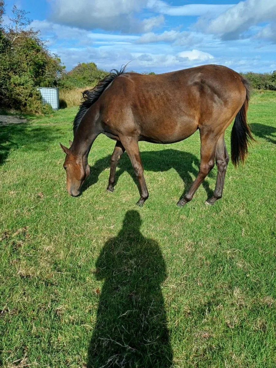 Horses - Image 2
