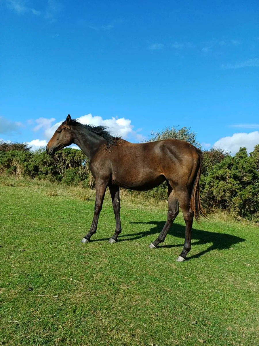 Horses - Image 3