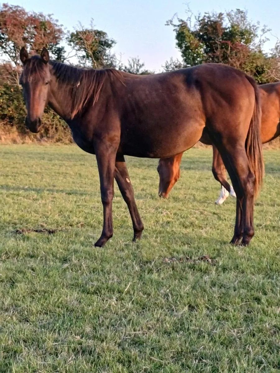 Horses - Image 4