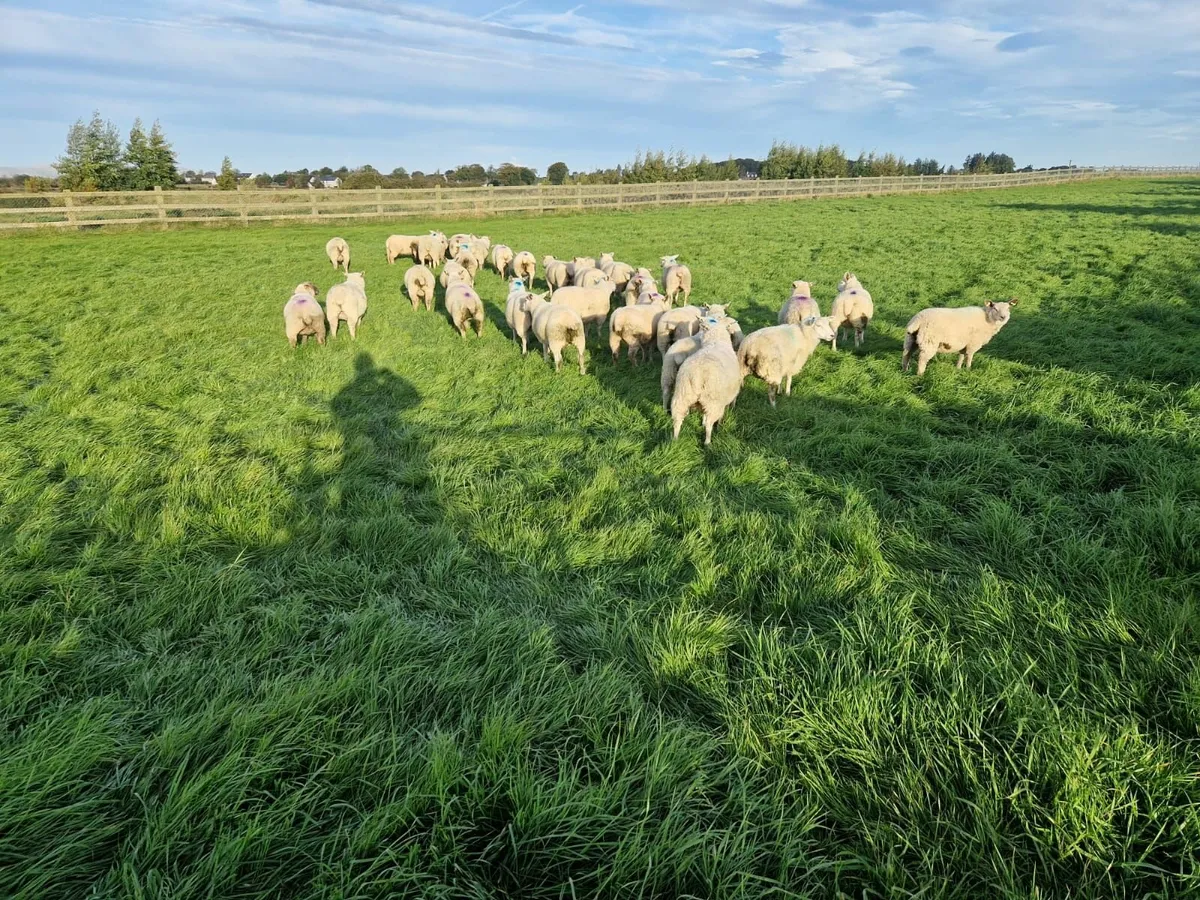 Forward Store Lambs - Image 2