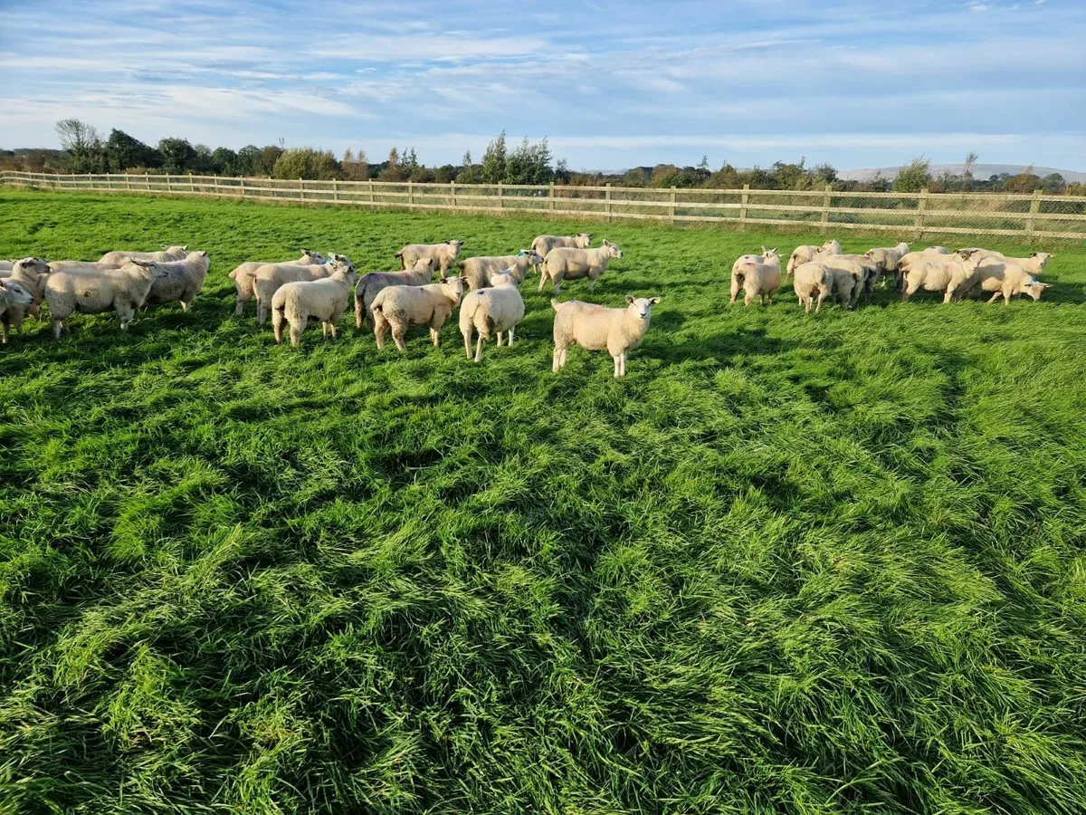Forward Store Lambs - Image 3