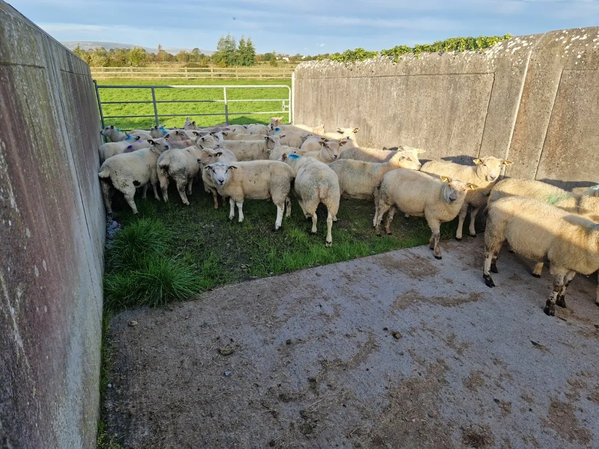 Forward Store Lambs - Image 4