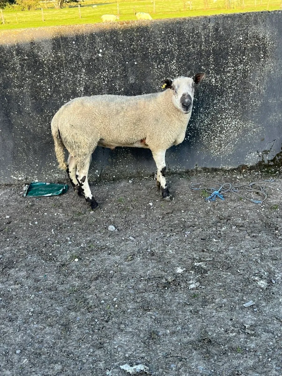 Blue  leister x texel ram - Image 1